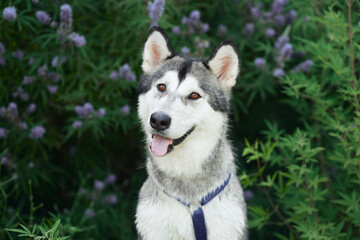 Siberian Husky dog sits attentively against a lavender bush, its striking features exuding a friendly alertness