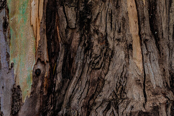bark of a tree
