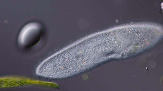 Paramecium ciliate under the microscope extreme close up in slow motion at 400x magnification 