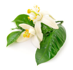 Lemon leaf and flowers.