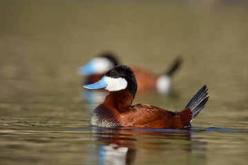 Ruddy Duck drakes in full breeding plumage - their bills turn to a vivid blue color during the breeding season