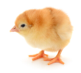 Small yellow chicken