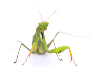 Mantis isolated on white background.