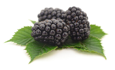 Closeup shot of fresh blackberries.