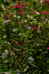 wild amaranth flower growing in the garden. thriving green spinach.