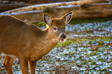 The setting sun created a very nice edge rim light around this small doe feeding on corn in our...