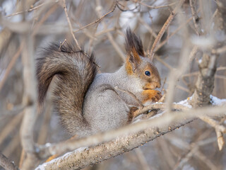 The squirrel with nut sits on tree in the winter or late autumn