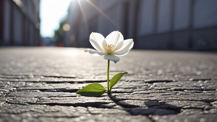 beautiful lonely flower grows from asphalt energy