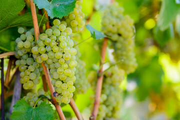 Macro / Close-up de racimo de uvas blancas