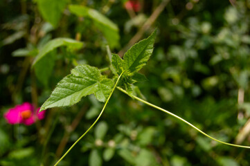 close up of wild plant leaves