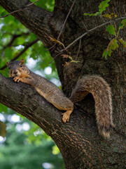 Squirrel on a branch