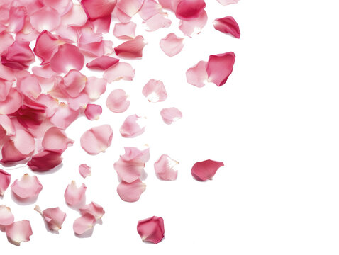 petalos de rosa sobre un fondo transparente, celebración de San Valentin, PNG,