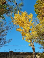 autumn trees in the park