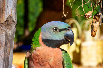 the colorful red-breasted parakeet view from the side