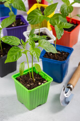 Paprika seedlings in colorful flower pots. Pepper sprout on gray background. Gardening concept, springtime.