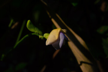 focus on the flower of the long bean plant