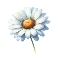 Beautiful chamomile flower watercolor paint for card decor