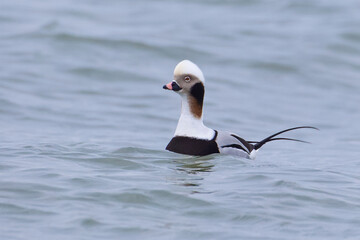Long-tailed Duck drake with neck extended in alert position in winter plumage afloat in the coastal waters of the Atlantic Ocean