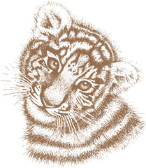 Tiger drawn by hand