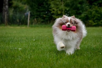 Pomeranian dogs in summer