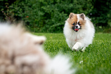 Pomeranian dogs in summer