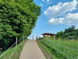 country road in the village