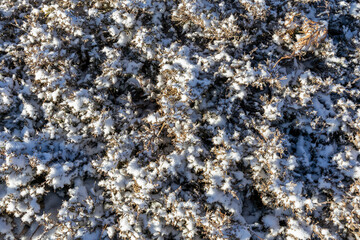 Soft snow on shrub branches, winter background