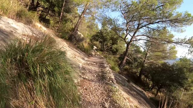 Hiking from the first person point of view (POV) up a narrow path halfway up a mountain between pine trees on the island of Mallorca, Spain