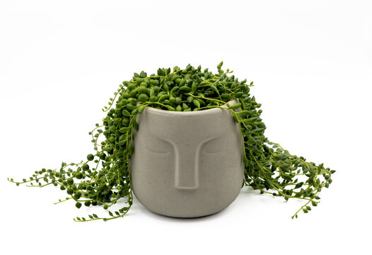 A beautiful succulent in the artistic pot isolated on a white background