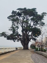 Saint Pierre d'Oléron, Ile d'Oléron, Charente Maritime, Nouvelle Aquitaine, France, Europe