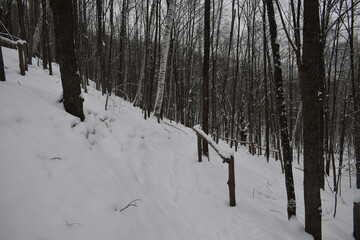 Camping Station Chêne Rouge 7 Au 12 Janvier 2024