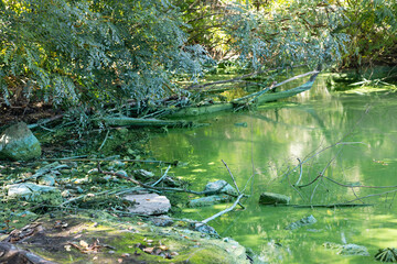Swampy river with algae bloom. Waterlogging and river pollution.