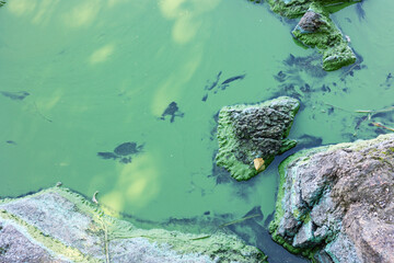 The green water in the river is polluted by algae blooms