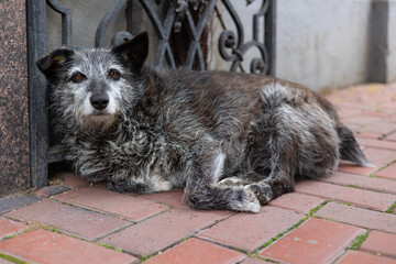 Stray dog on the street