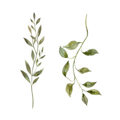 Watercolor set of green plants. Hand drawn illustrations on isolated background for greeting cards, invitations, happy holidays, posters, graphic design, print, label.