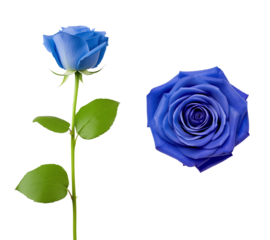 Top and side view of a rose flower with blue petals. Isolated transparent PNG background. Various angles. Fantasy rose. Valentines day gift. Mother's day celebration.