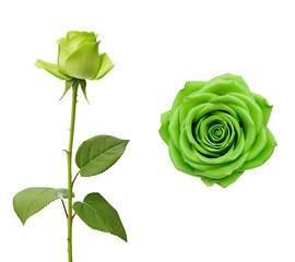 Top and side view of a rose flower with green petals. Isolated transparent PNG background. Various angles. Fantasy rose. Valentines day gift. Mother's day celebration.