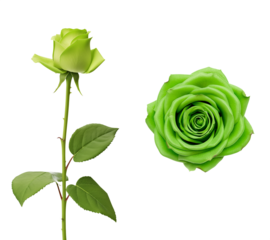 Top and side view of a rose flower with green petals. Isolated transparent PNG background. Various angles. Fantasy rose. Valentines day gift. Mother's day celebration.