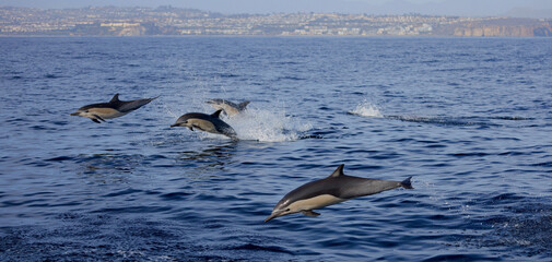 dolphins jumping 