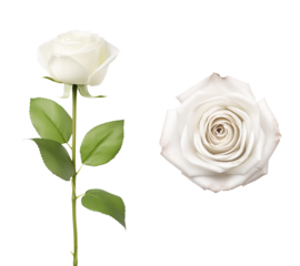 Top and side view of a rose flower with white petals. Isolated transparent PNG background. Various angles. Fantasy rose. Valentines day gift. Mother's day celebration.