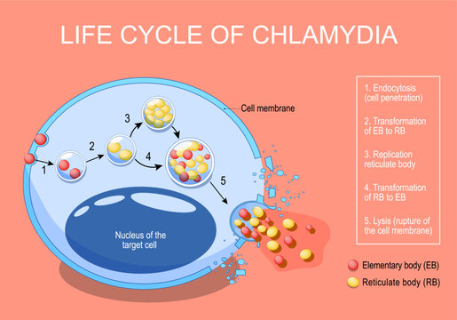 Chlamydia life cycle