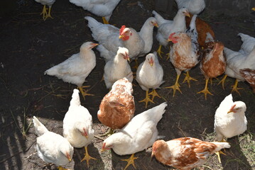 Young chickens on a farm. Grown up chickens in a farm yard. The birds are white or white-red in color. They have yellow beaks and paws. Chickens walk around the yard and peck at everything.