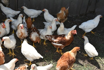 Young chickens on a farm. Grown up chickens in a farm yard. The birds are white or white-red in color. They have yellow beaks and paws. Chickens walk around the yard and peck at everything.
