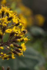 Apis mellifera en flores amarillas