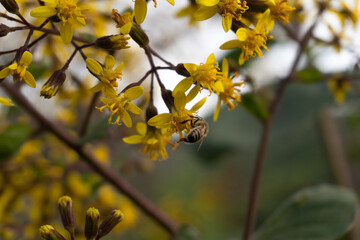 Abeja polinizando flores amarillas, apis mellifera polinizadora 