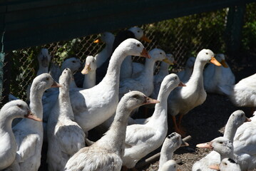 Poultry on the farm. Geese and ducks on a village farm have white or gray plumage, yellow or red...