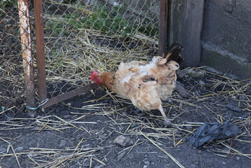 Red hen in the farm yard. The bird on the village farm has white-red plumage, red eyes and a yellow beak. The chicken has a small head on a movable neck and clipped wings. she is running around yard.
