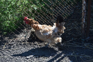 Red hen in the farm yard. The bird on the village farm has white-red plumage, red eyes and a yellow beak. The chicken has a small head on a movable neck and clipped wings. she is running around yard.