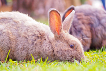 Greyish-colored rabbit on the lawn. Head position down to the lawn.Among other rabbits in the blurred background