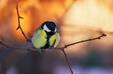 one tit bird sits in the park, fluffing its feathers against the backdrop of the bright sunset sun